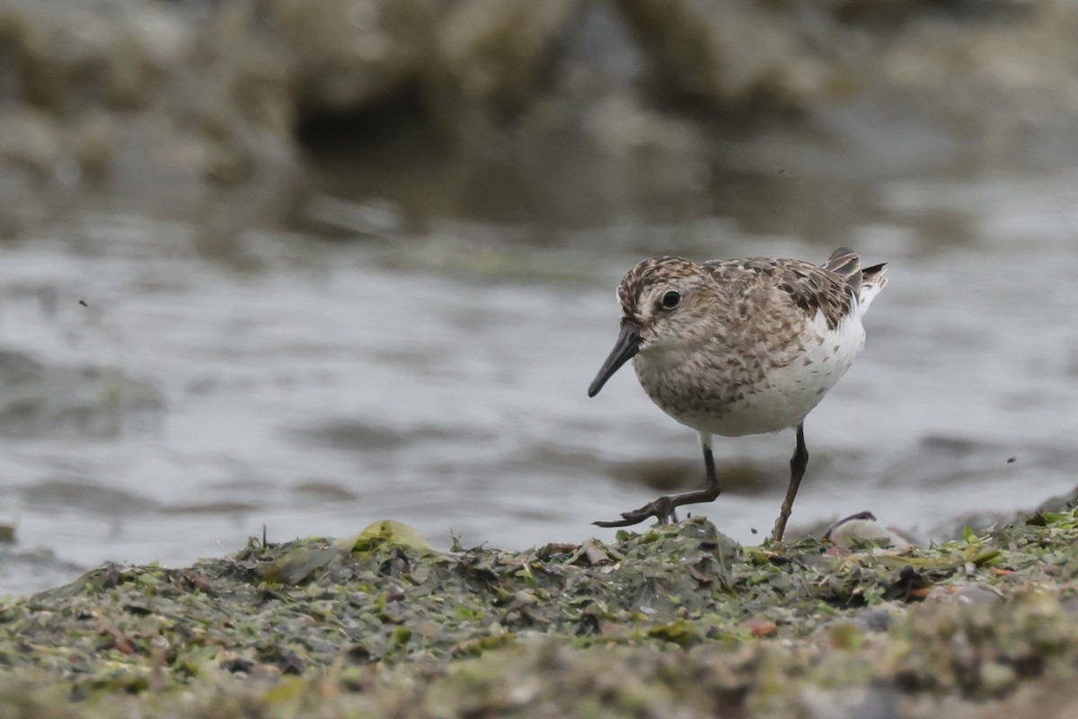 Semipalmated Sandpiper - ML500240181