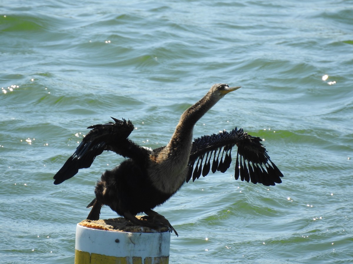 anhinga americká - ML50024041