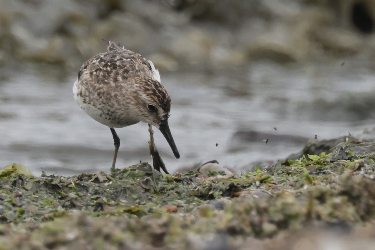 Semipalmated Sandpiper - ML500240561