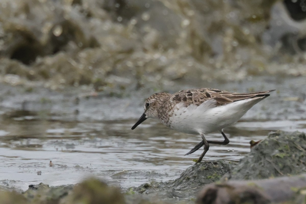 Semipalmated Sandpiper - Tim Lenz