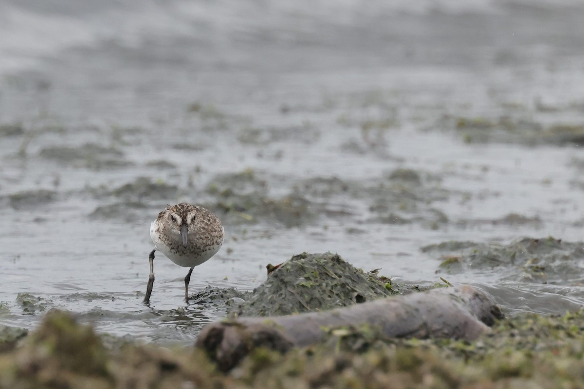 Semipalmated Sandpiper - ML500240861