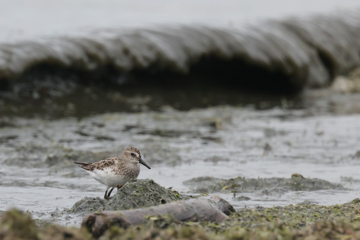 Semipalmated Sandpiper - ML500241091