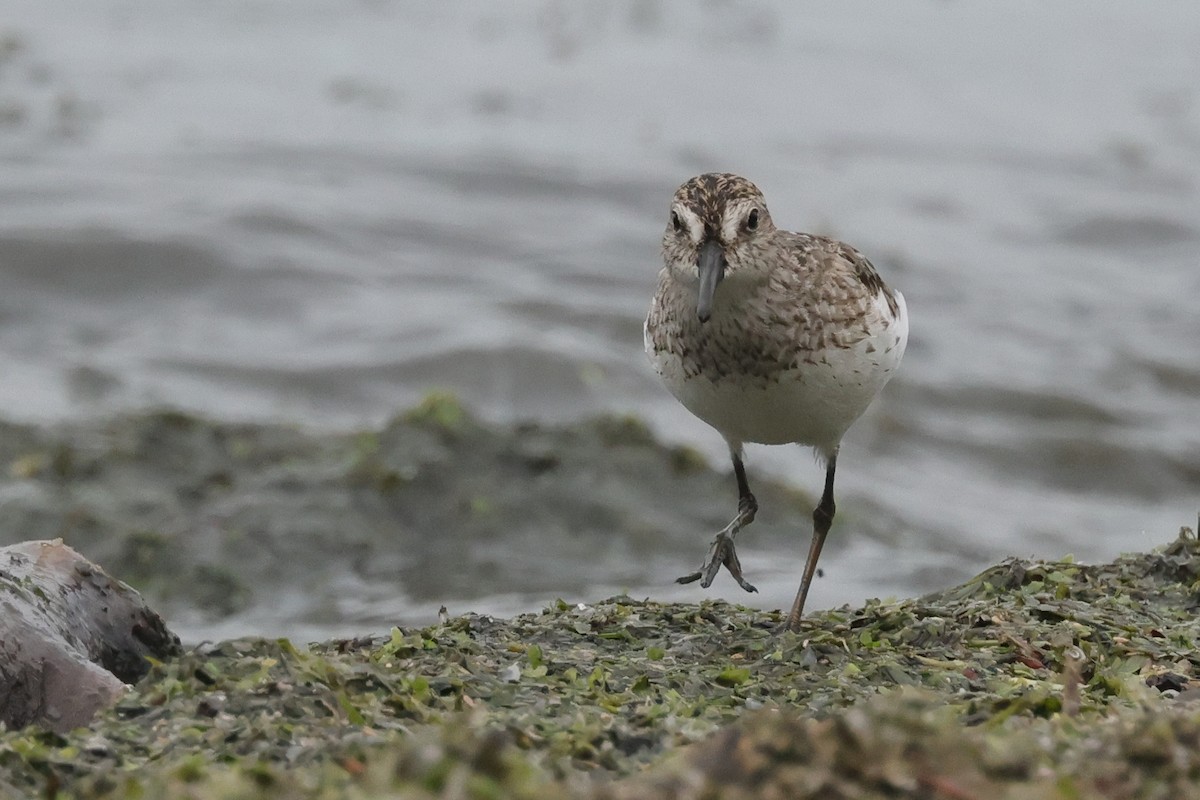 Semipalmated Sandpiper - ML500241211