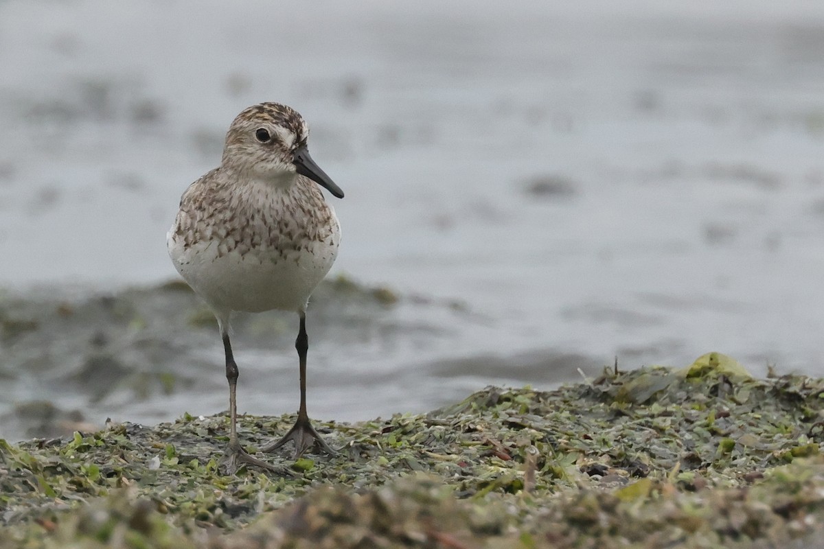 Semipalmated Sandpiper - Tim Lenz