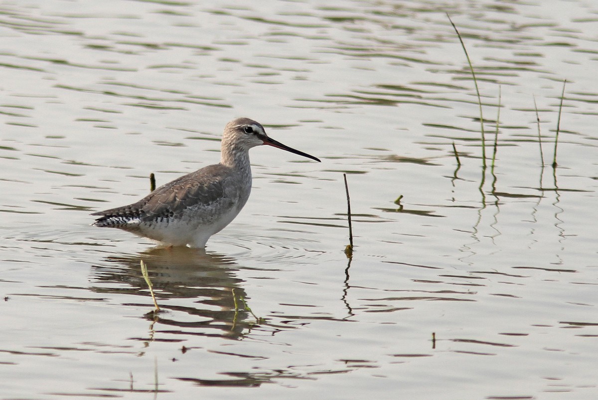 Spotted Redshank - ML500241451