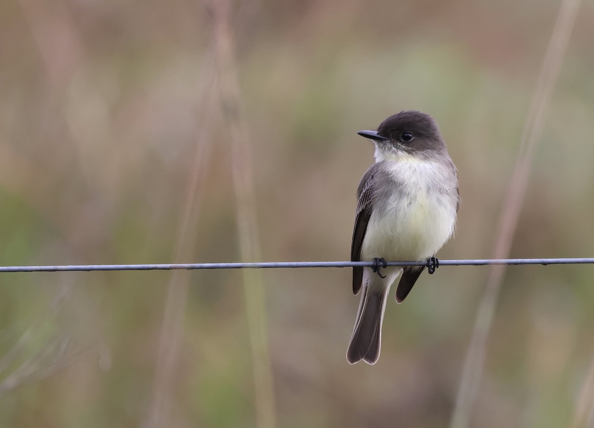 Eastern Phoebe - ML500241831