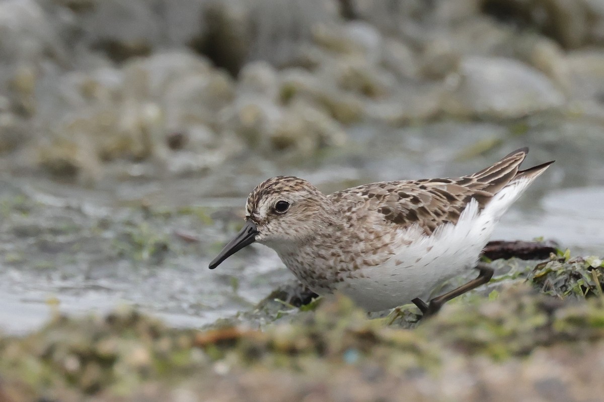 Semipalmated Sandpiper - Tim Lenz