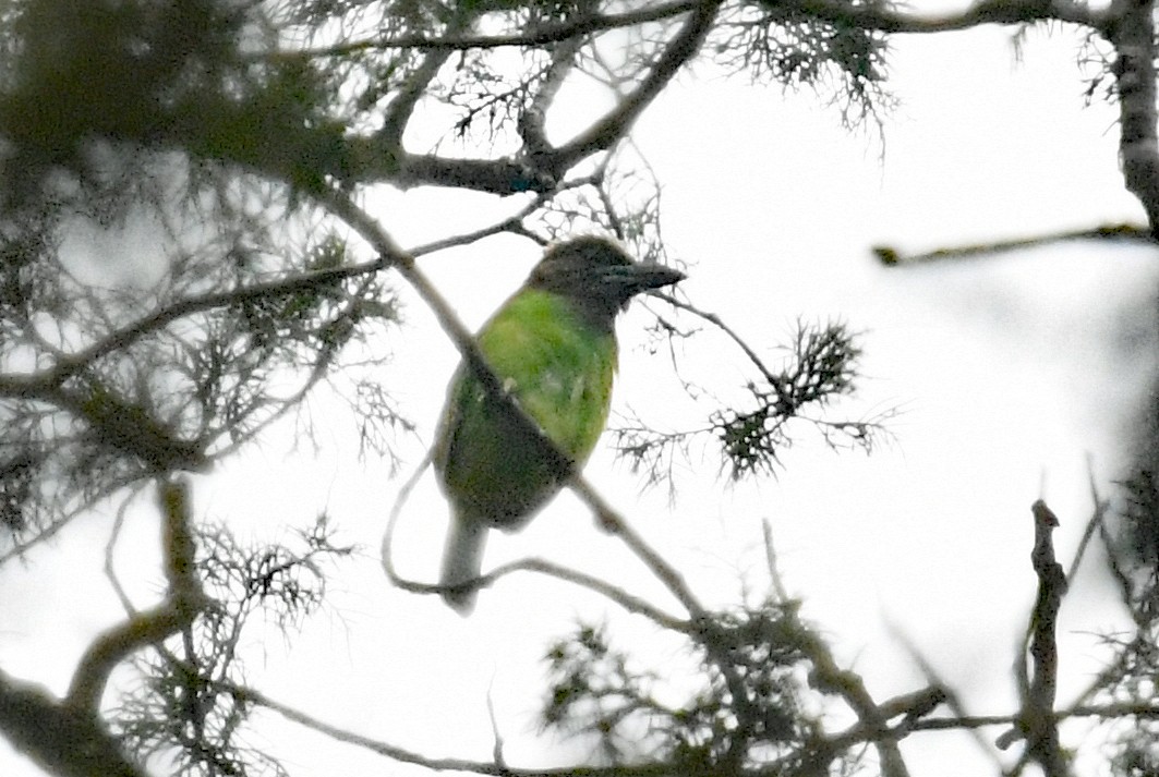 Brown-throated Barbet - ML500242671