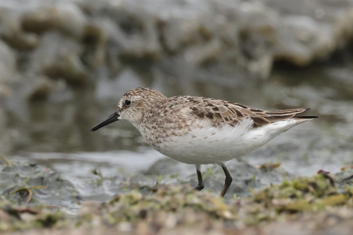 Semipalmated Sandpiper - Tim Lenz