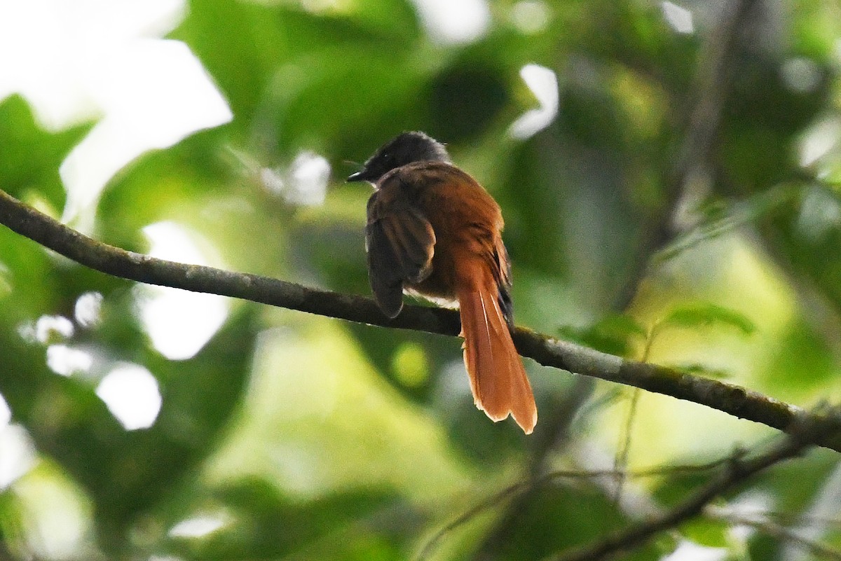 Rufous-tailed Fantail - ML500242791