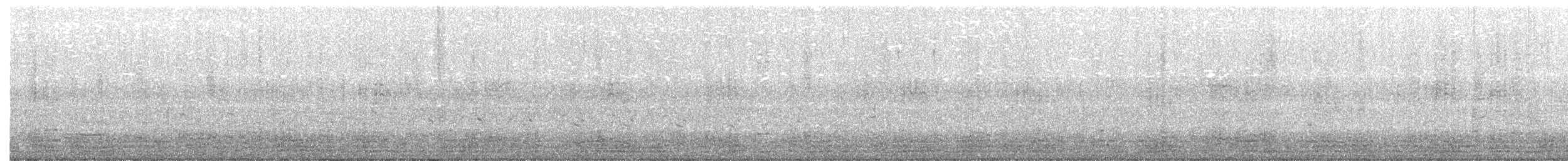 Казарка чорна (підвид hrota) - ML500243021