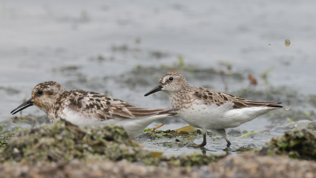 Semipalmated Sandpiper - ML500243781