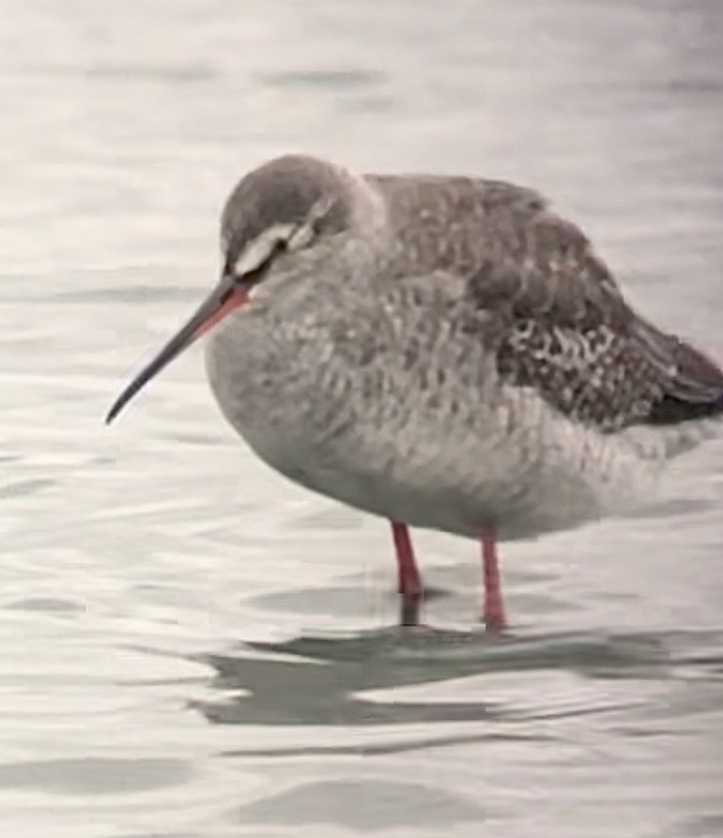 Spotted Redshank - ML500244001