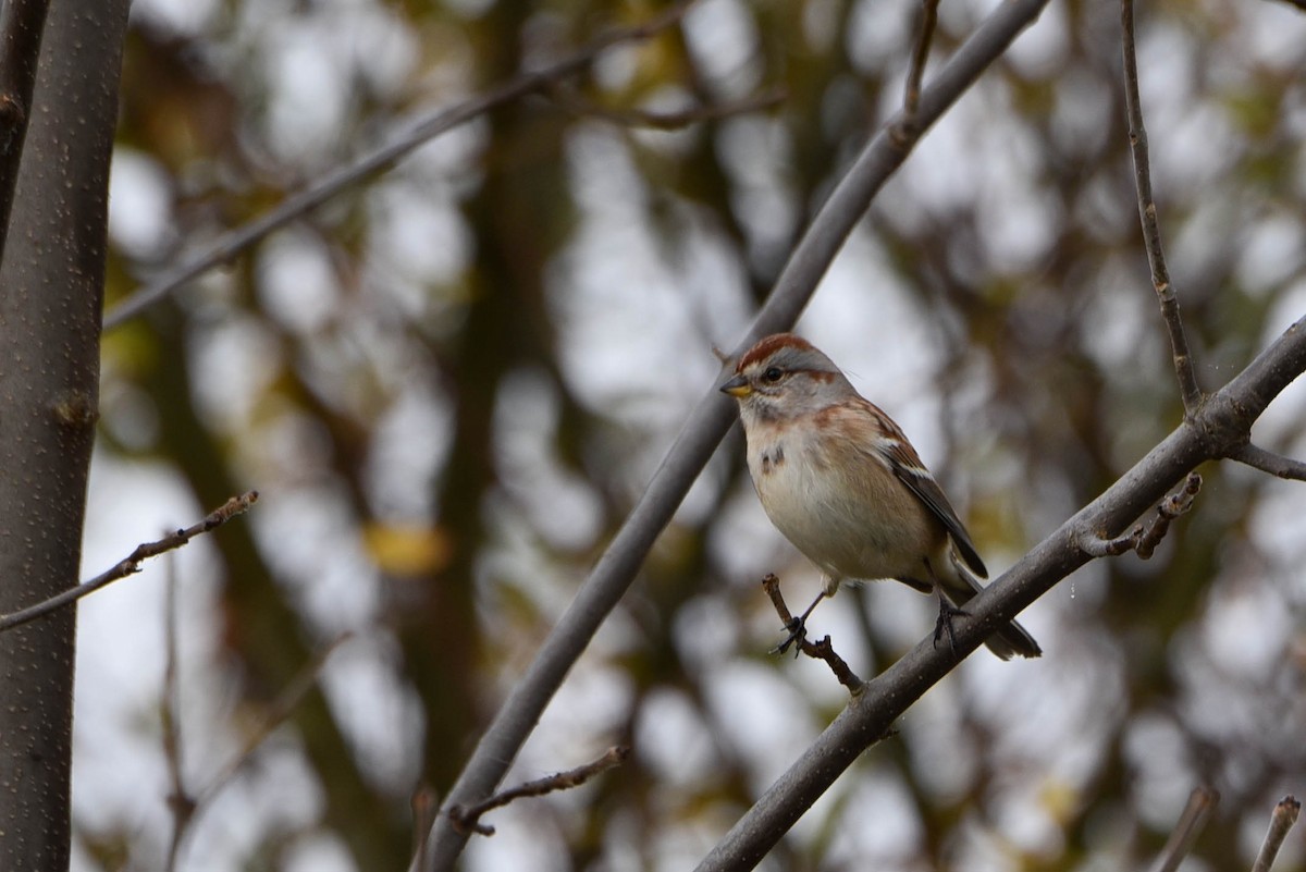 American Tree Sparrow - ML500244361