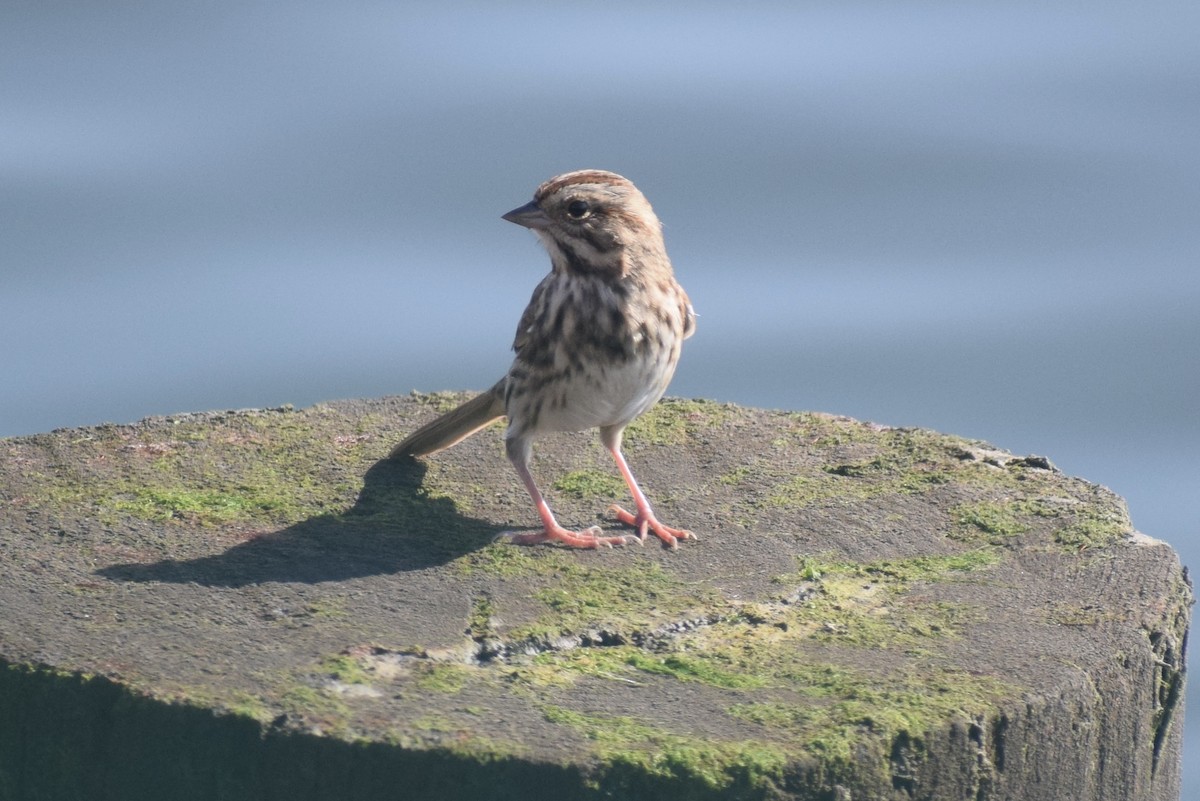 Song Sparrow - ML500244721