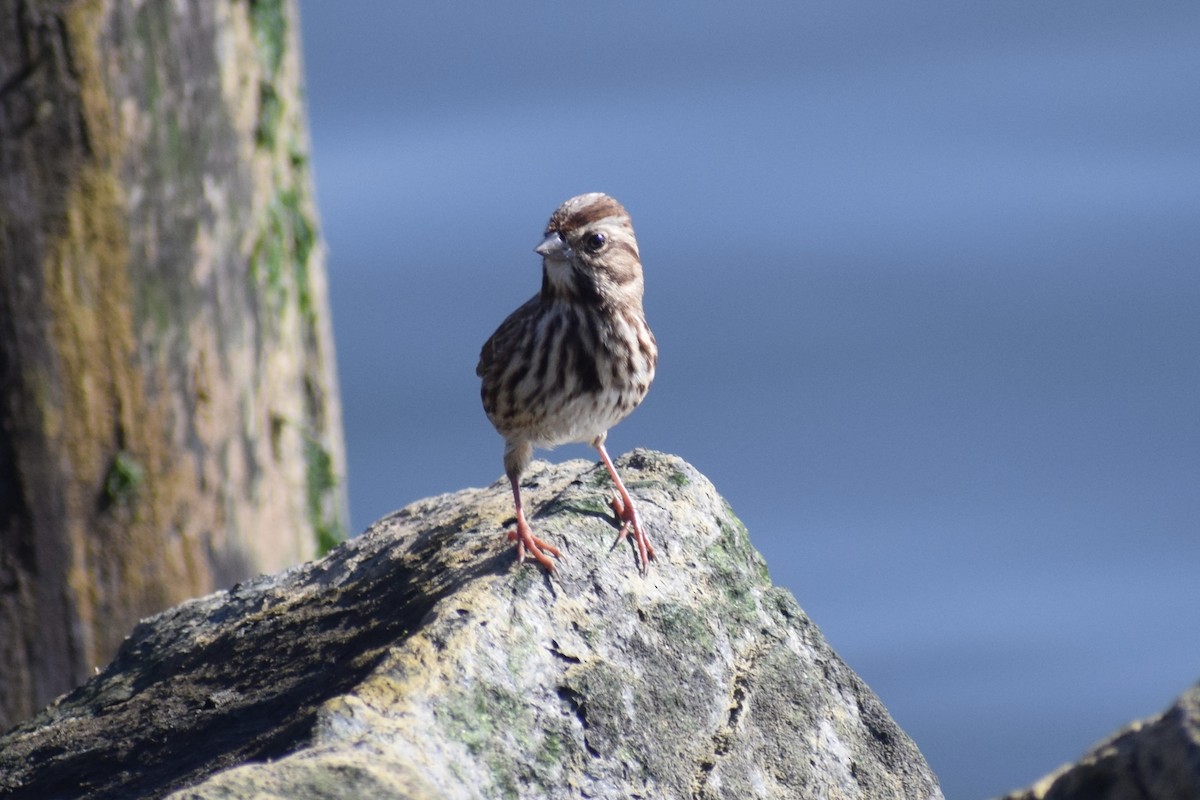 Song Sparrow - ML500244731