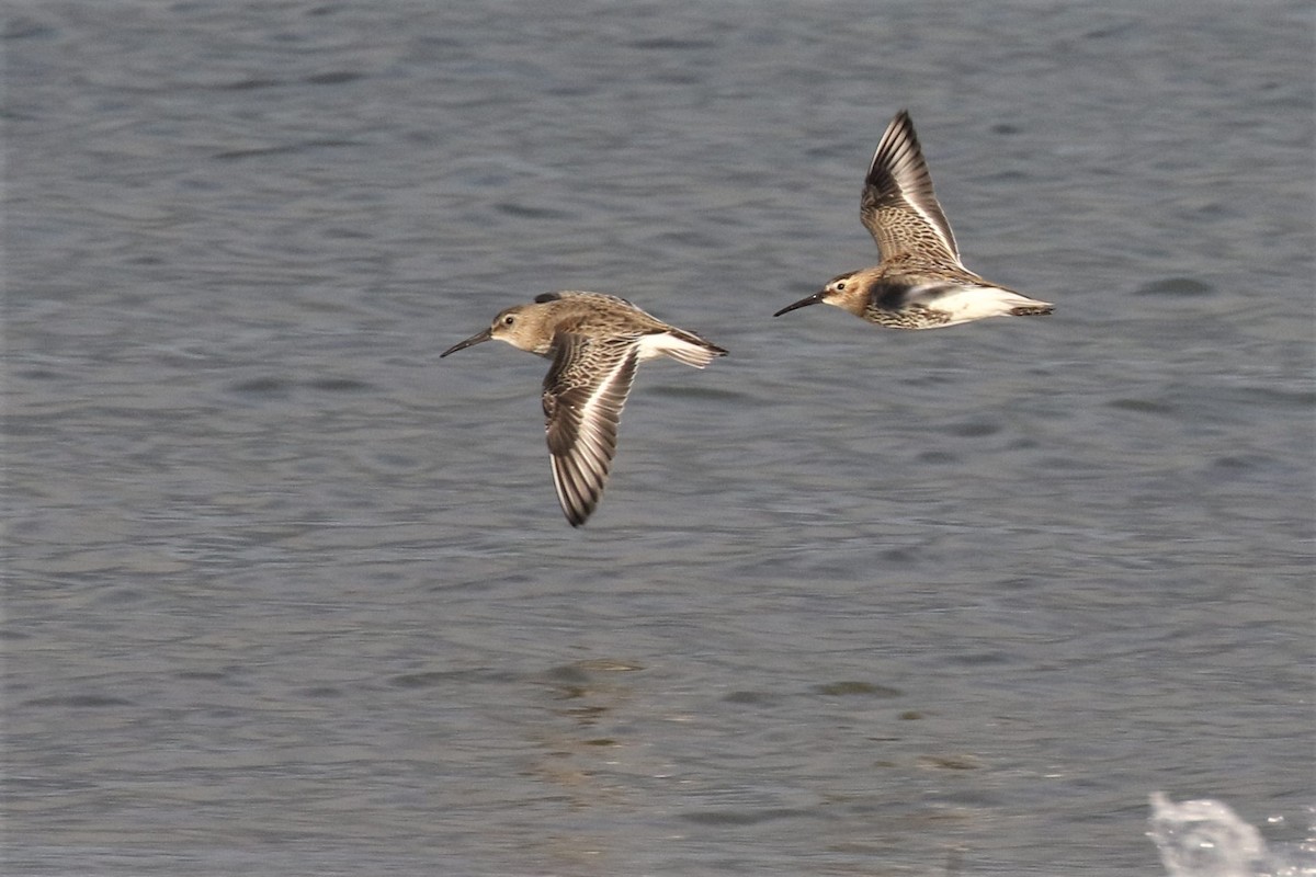 Dunlin - ML500245011