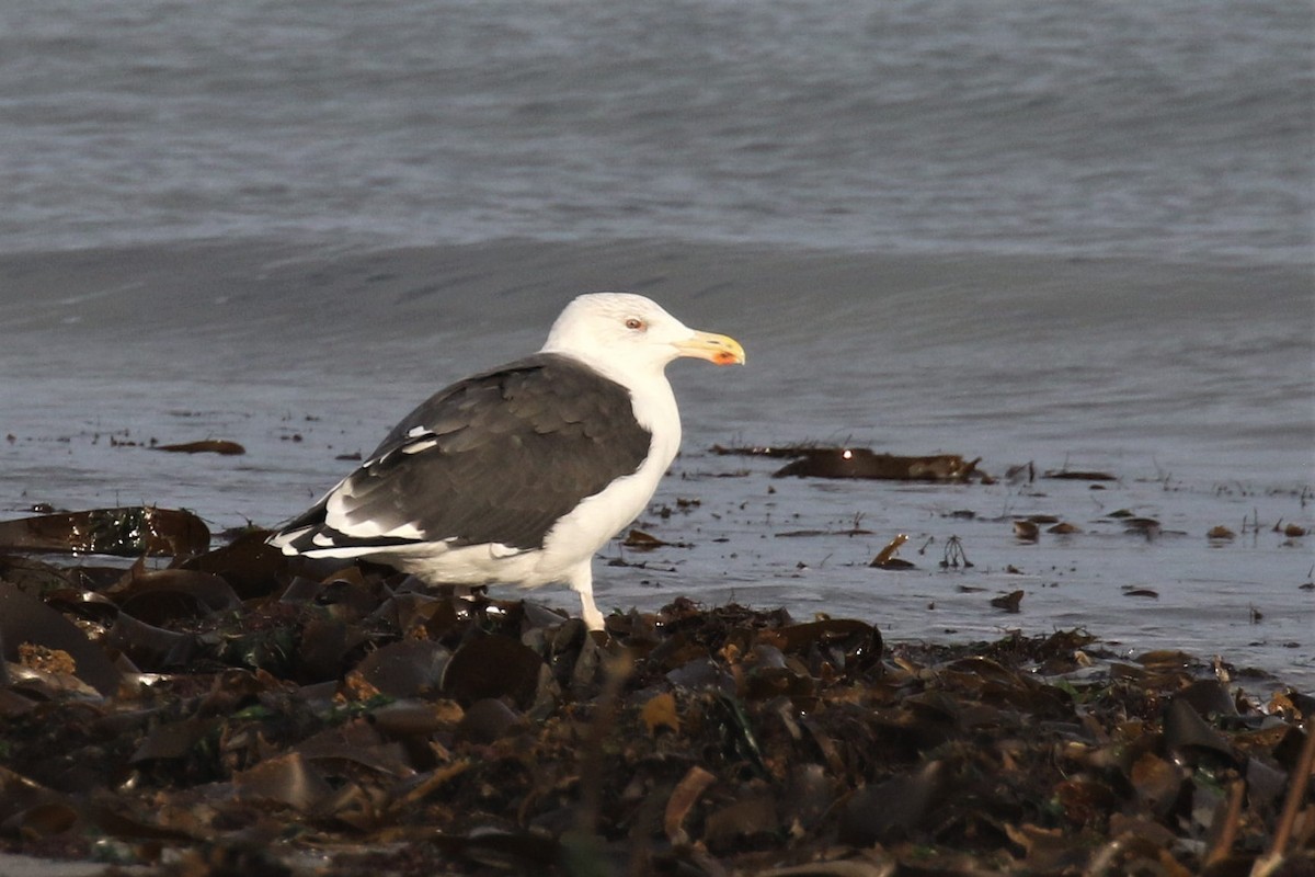 Great Black-backed Gull - Federico Schulz