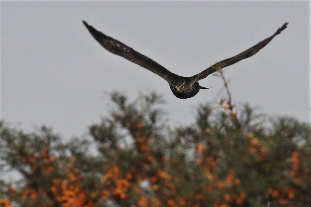 Eurasian Sparrowhawk - ML500245971