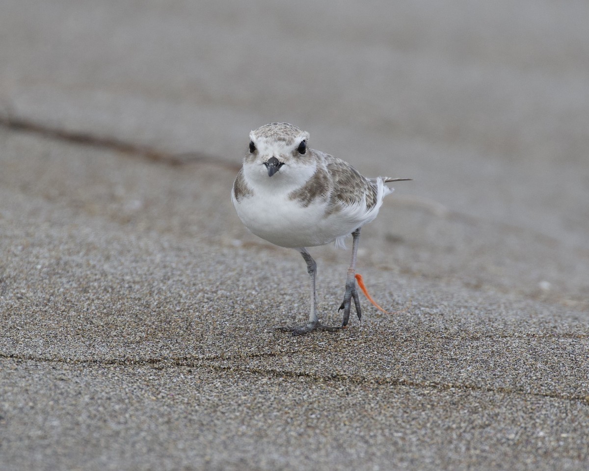 Snowy Plover - ML500246011