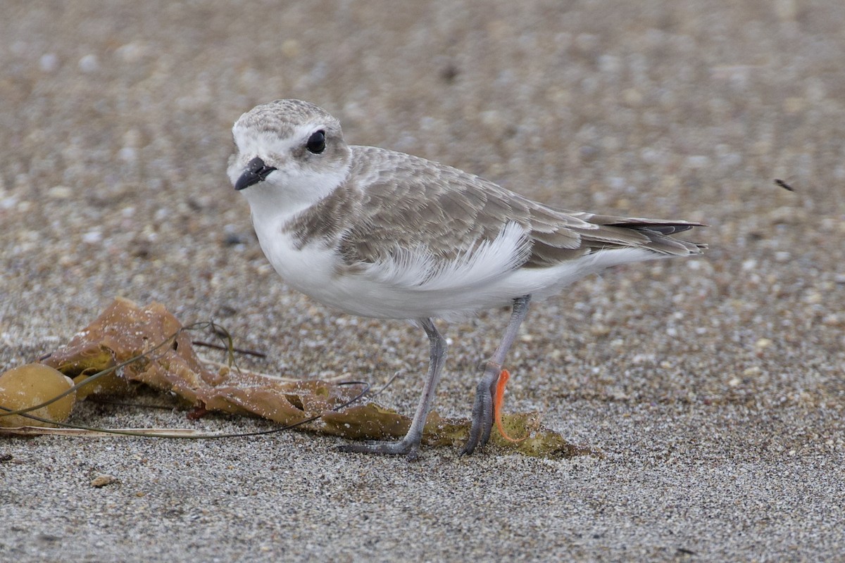 Snowy Plover - ML500246021