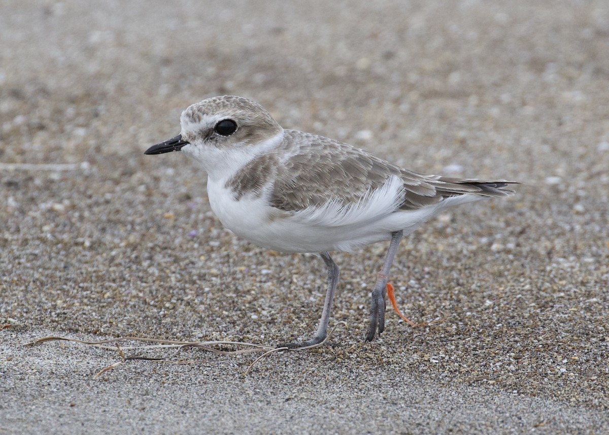 Snowy Plover - ML500246031