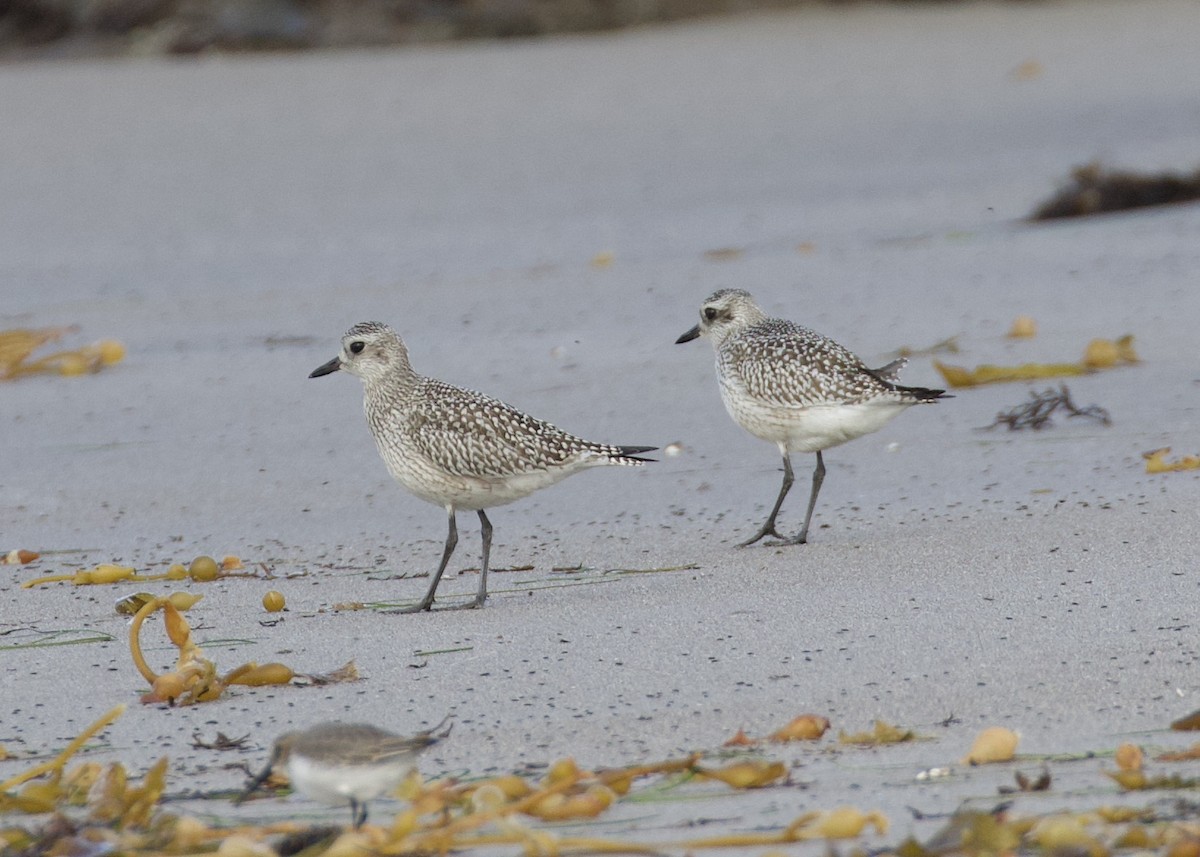 Black-bellied Plover - ML500246151