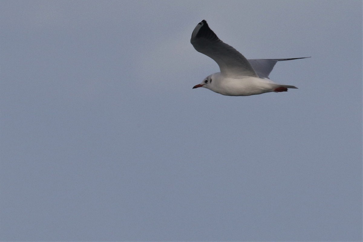 Black-headed Gull - ML500246191