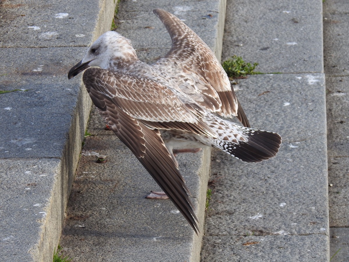 Caspian Gull - ML500246821