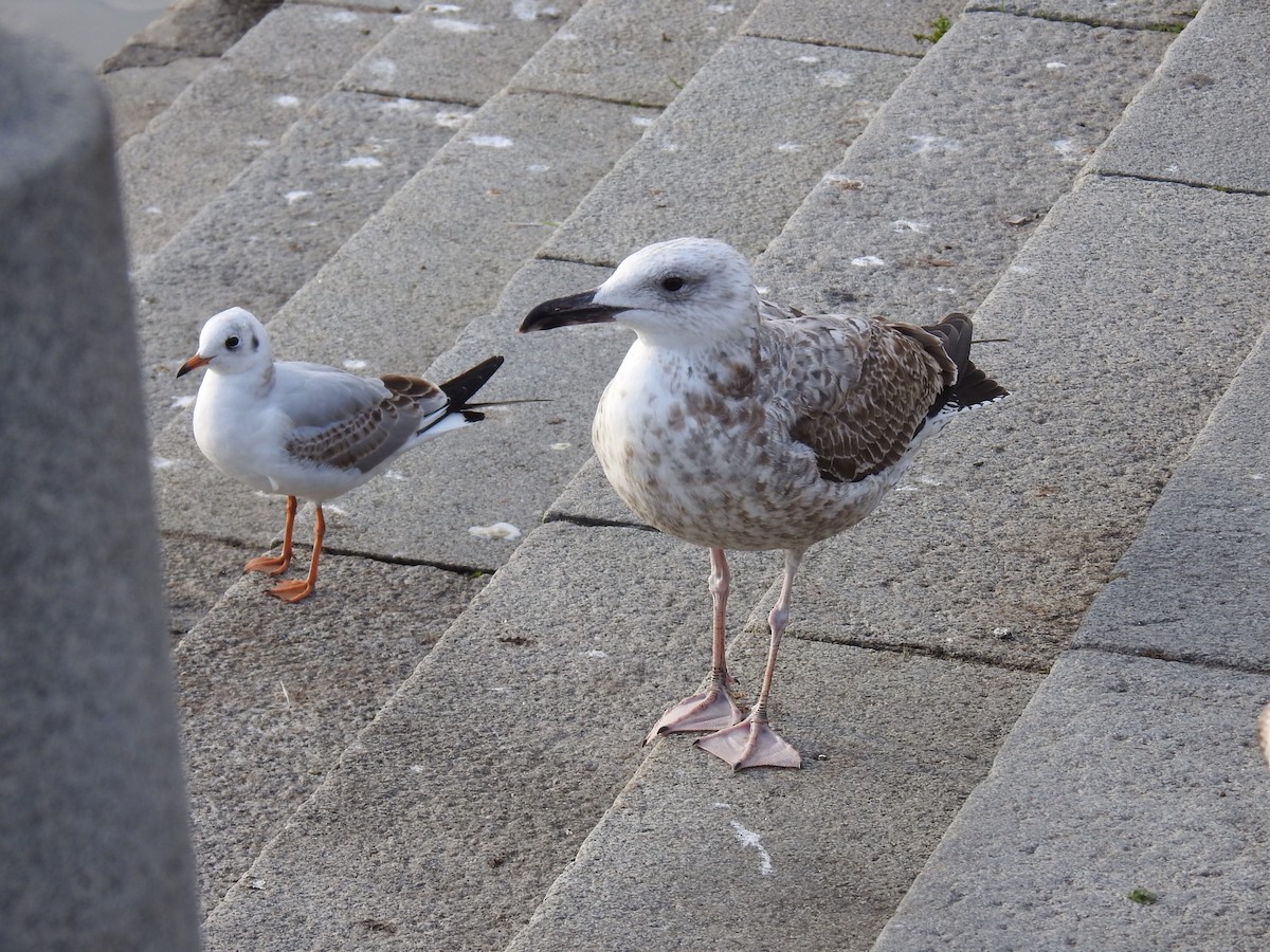 Caspian Gull - ML500246831