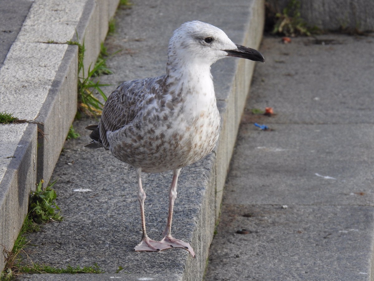 Caspian Gull - ML500246841