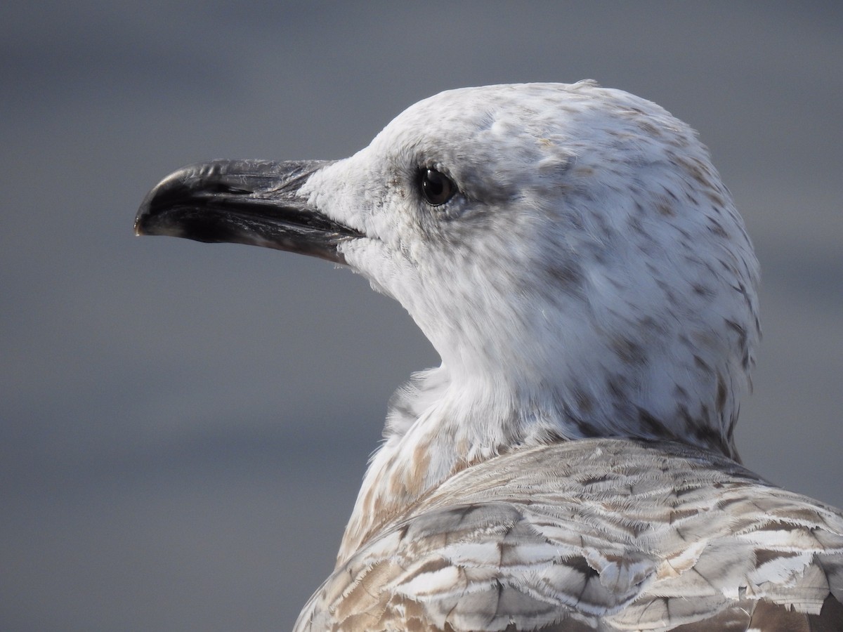 Caspian Gull - ML500246851