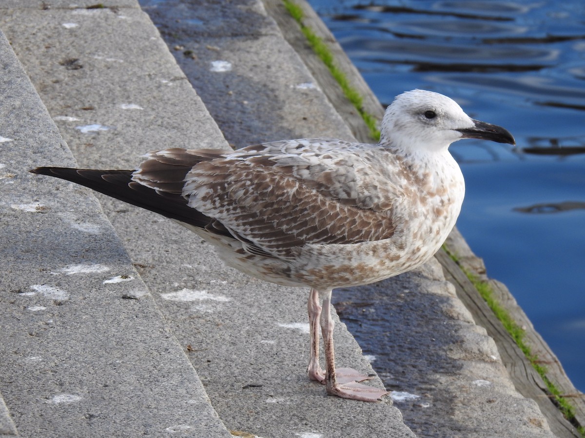 Caspian Gull - ML500246861
