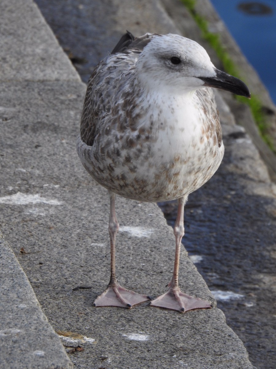 Caspian Gull - ML500246871