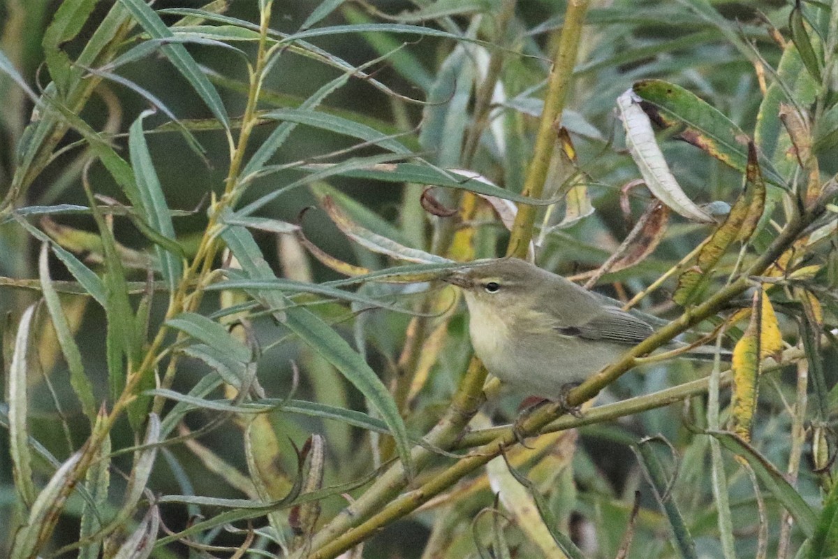 Common Chiffchaff - Federico Schulz