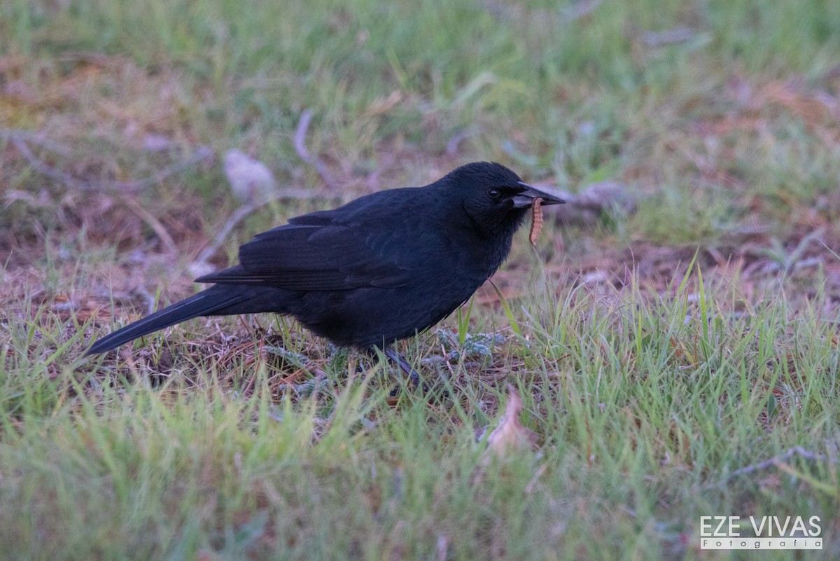 Austral Blackbird - Ezequiel Vivas