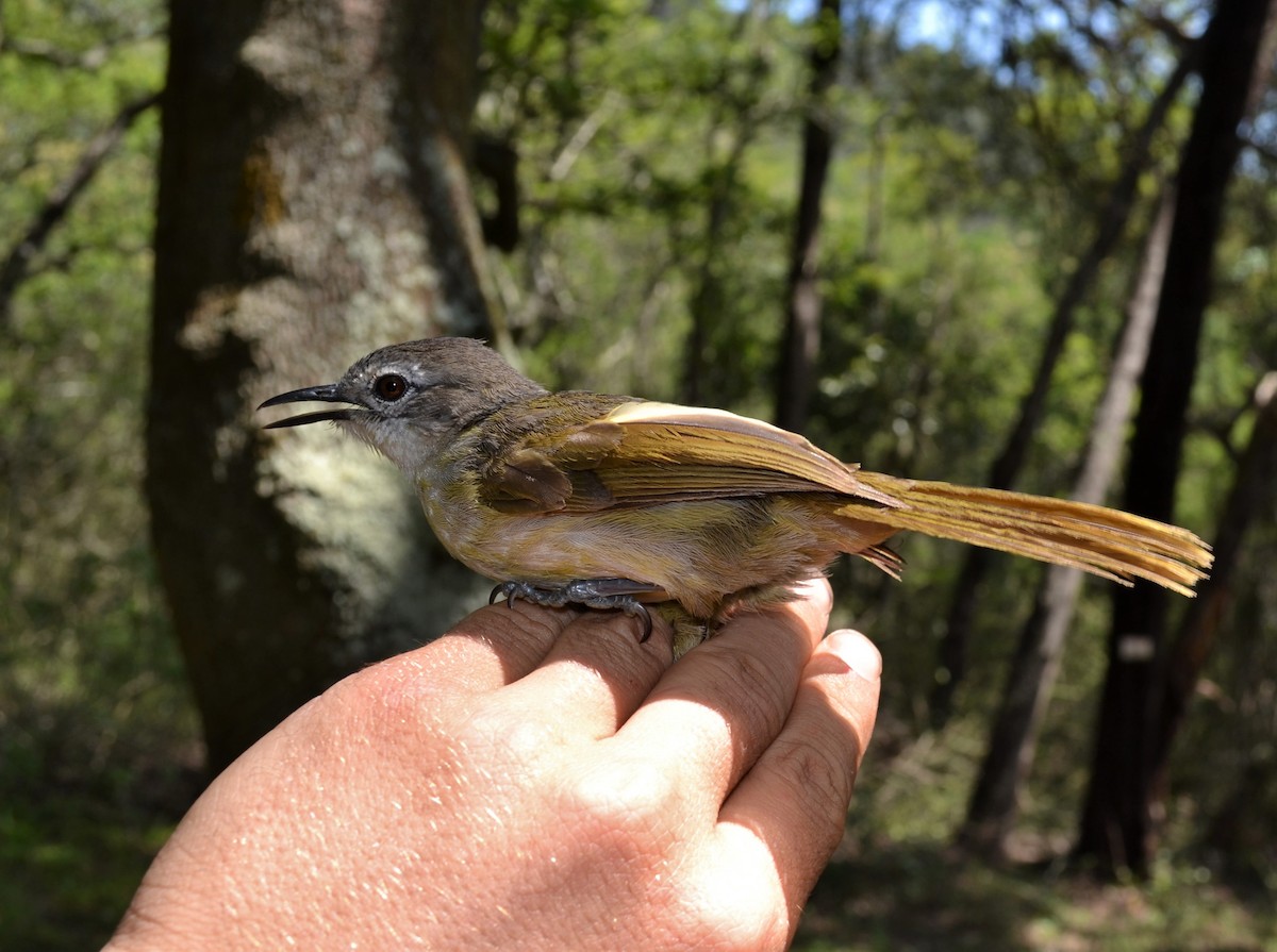 Yellow-streaked Greenbul - ML500247611