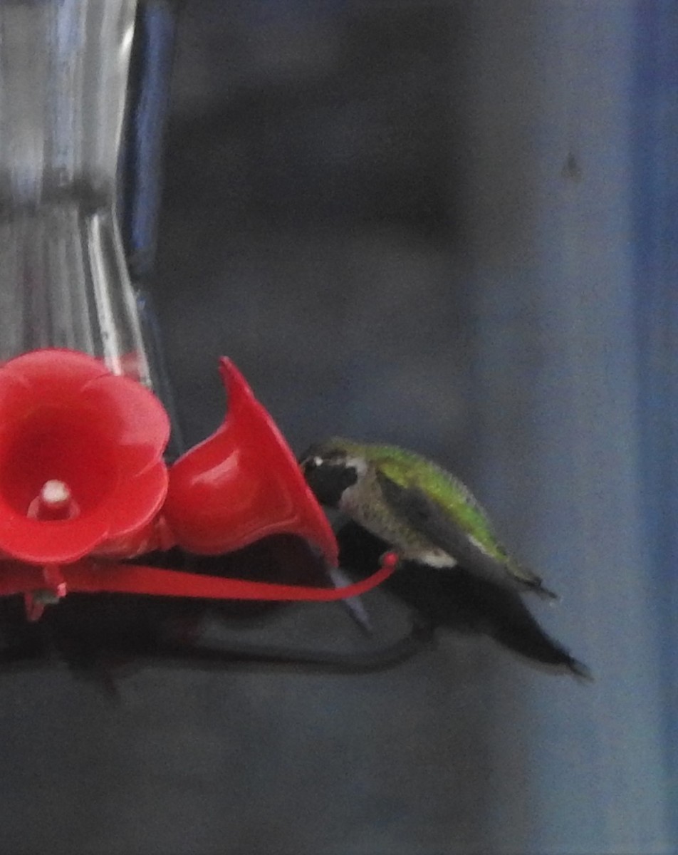 Anna's Hummingbird - Dale Heinert