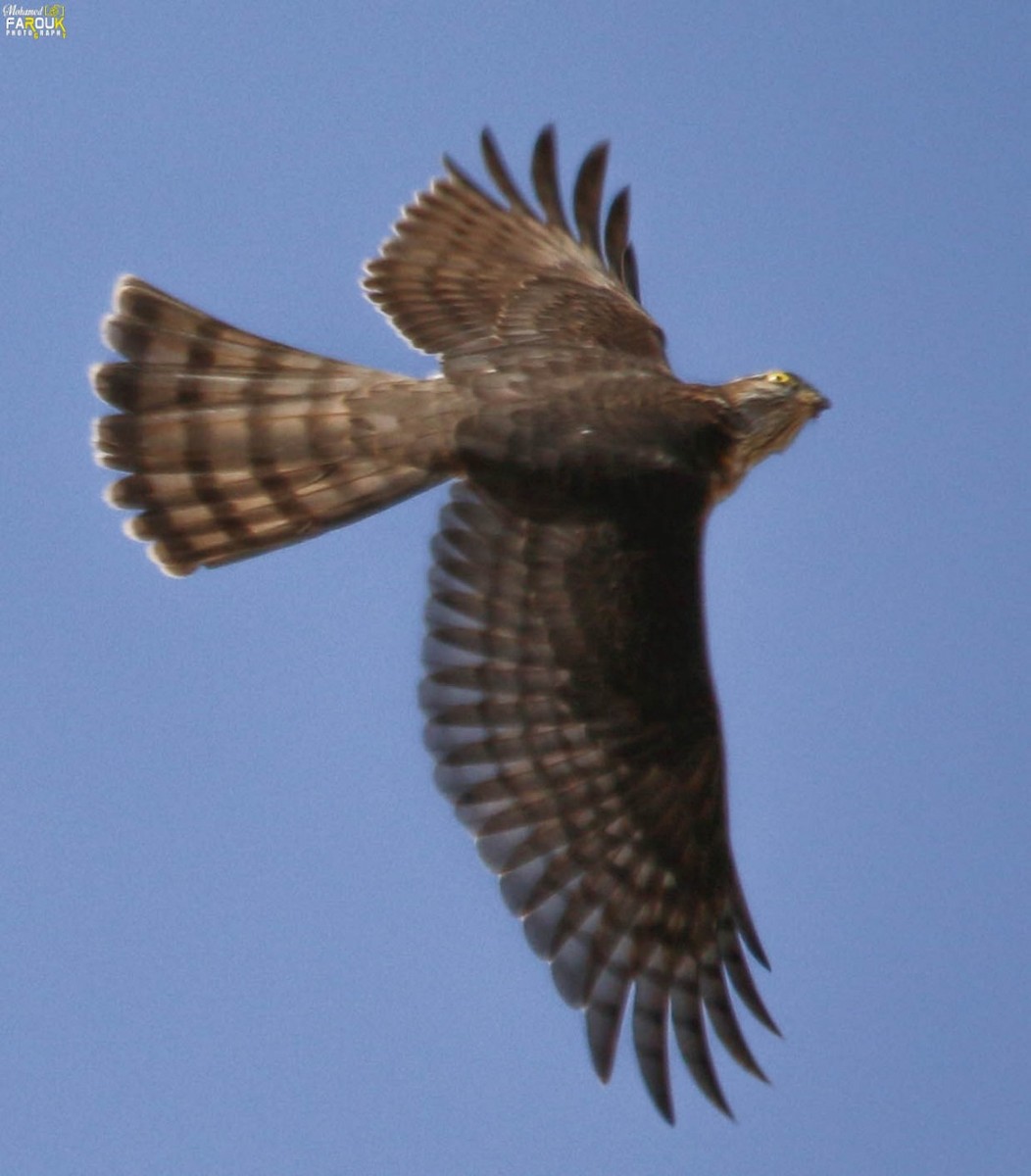 Eurasian Sparrowhawk - ML500248531