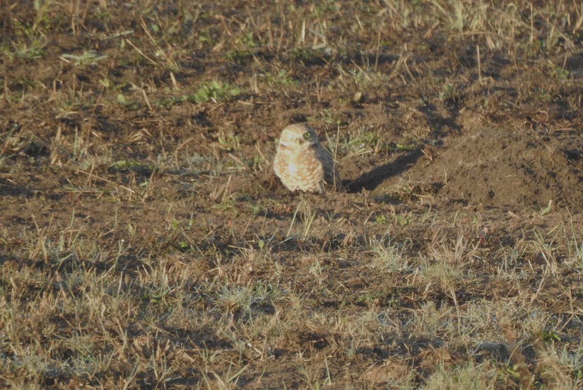 Burrowing Owl - ML500248881
