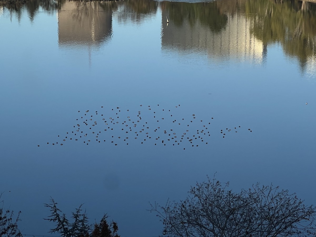 Greater Scaup - ML500249041