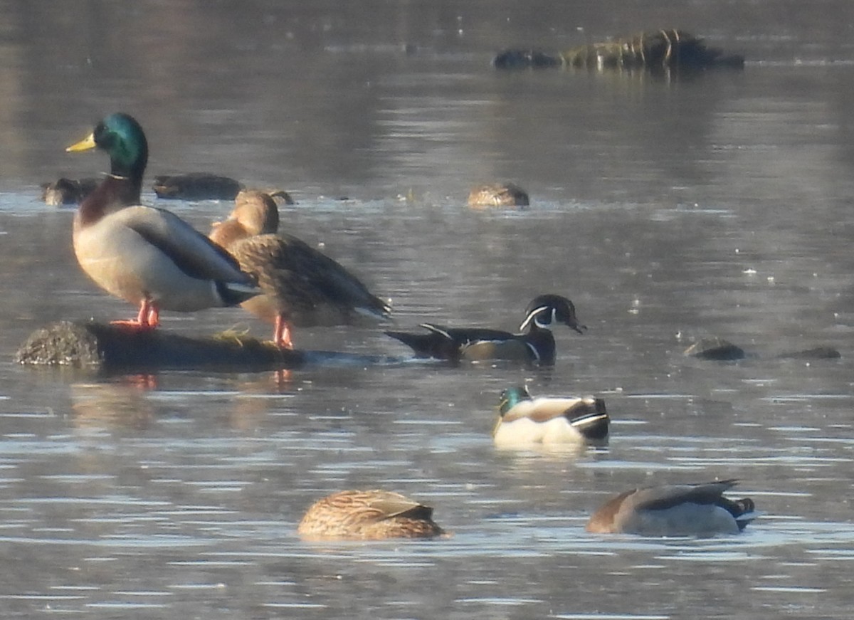 Wood Duck - ML500249461