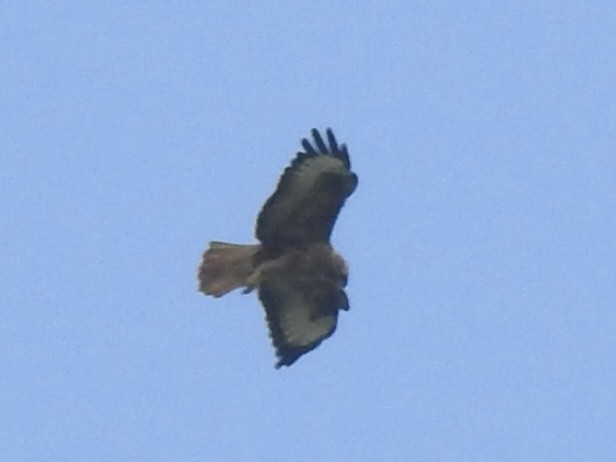 Common Buzzard - ML500249711