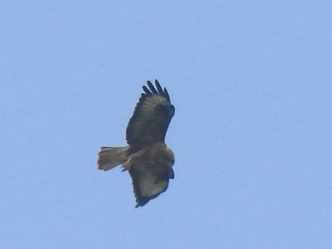 Common Buzzard - ML500249731