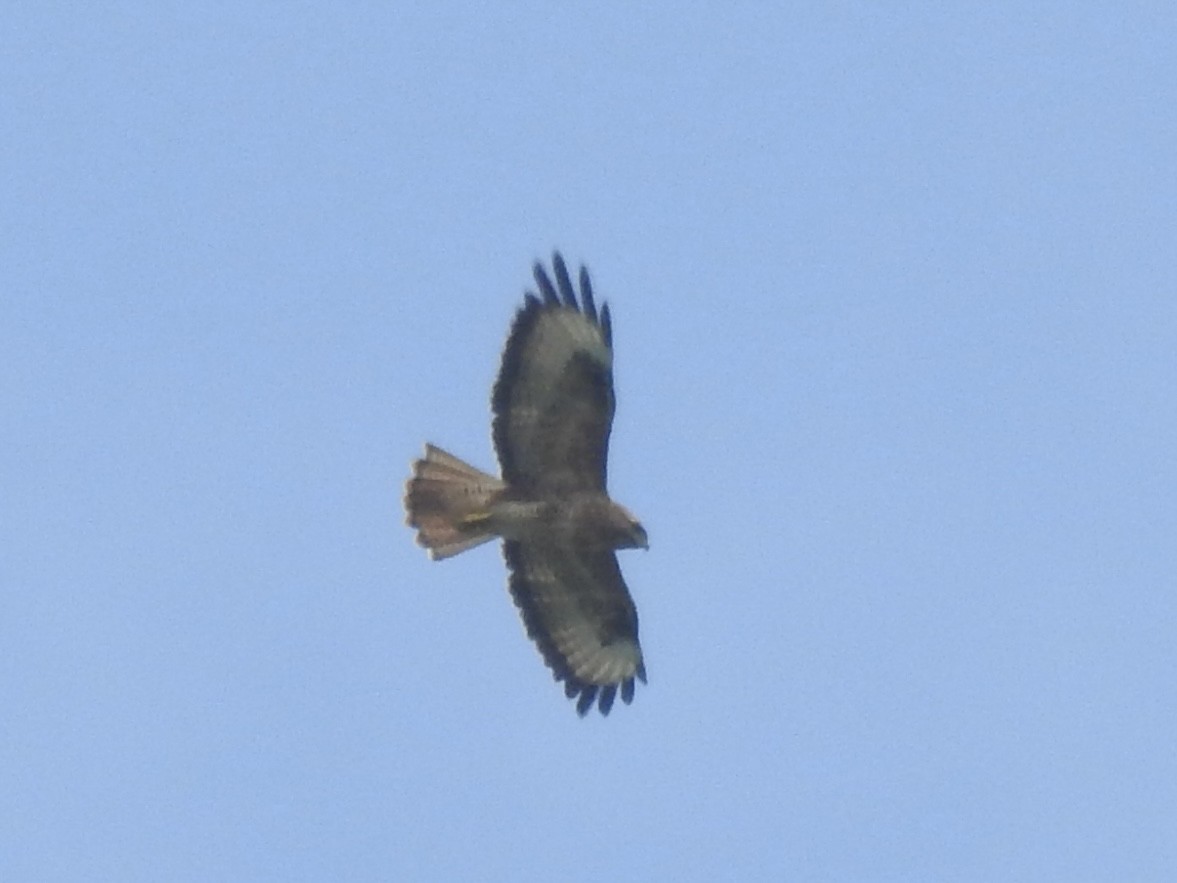 Common Buzzard - ML500249741