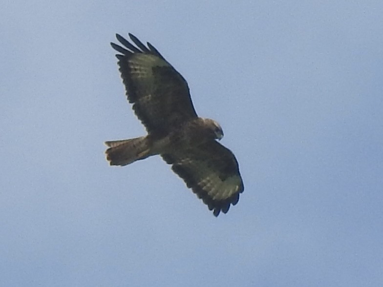 Common Buzzard - ML500251561