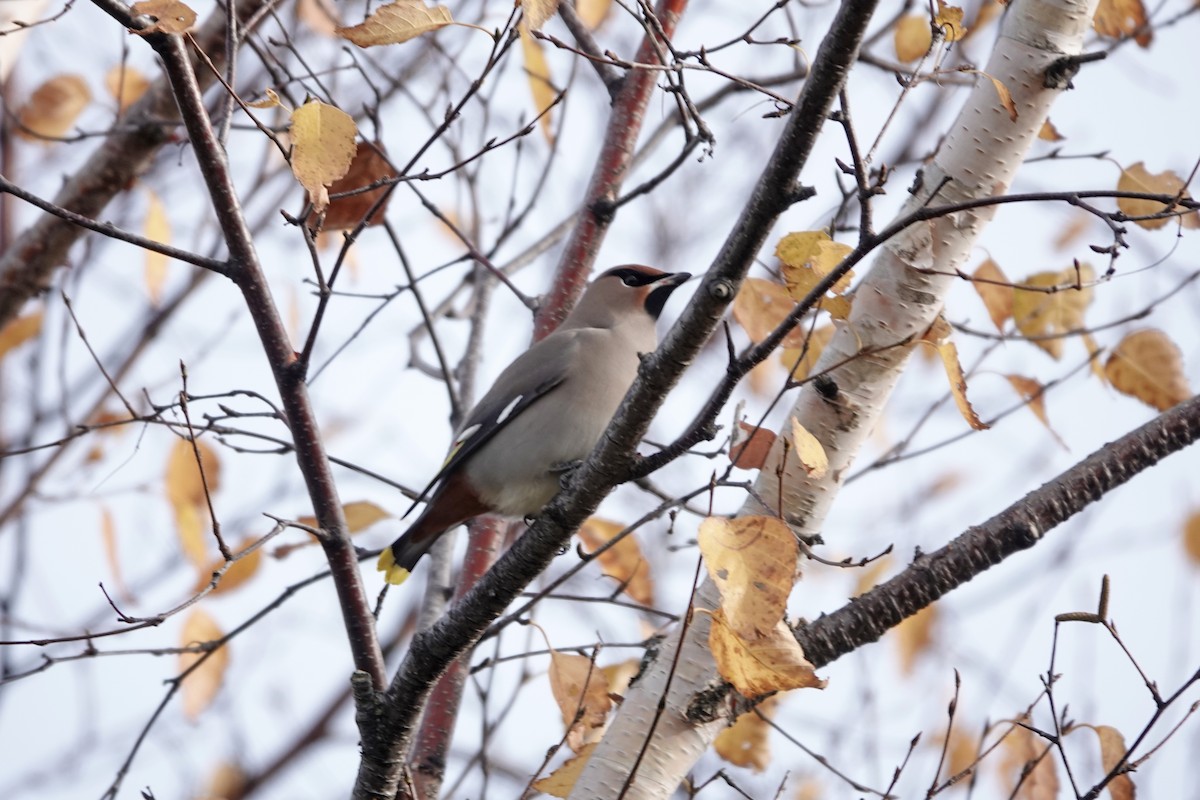 Bohemian Waxwing - ML500251601