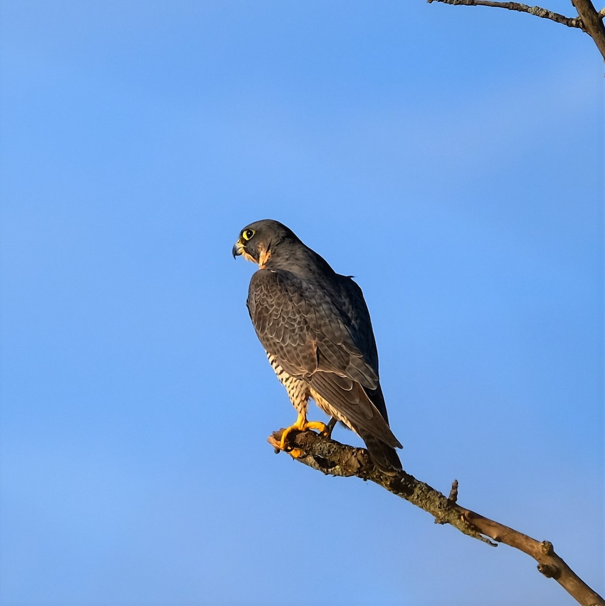 Peregrine Falcon - Andrew Dressel