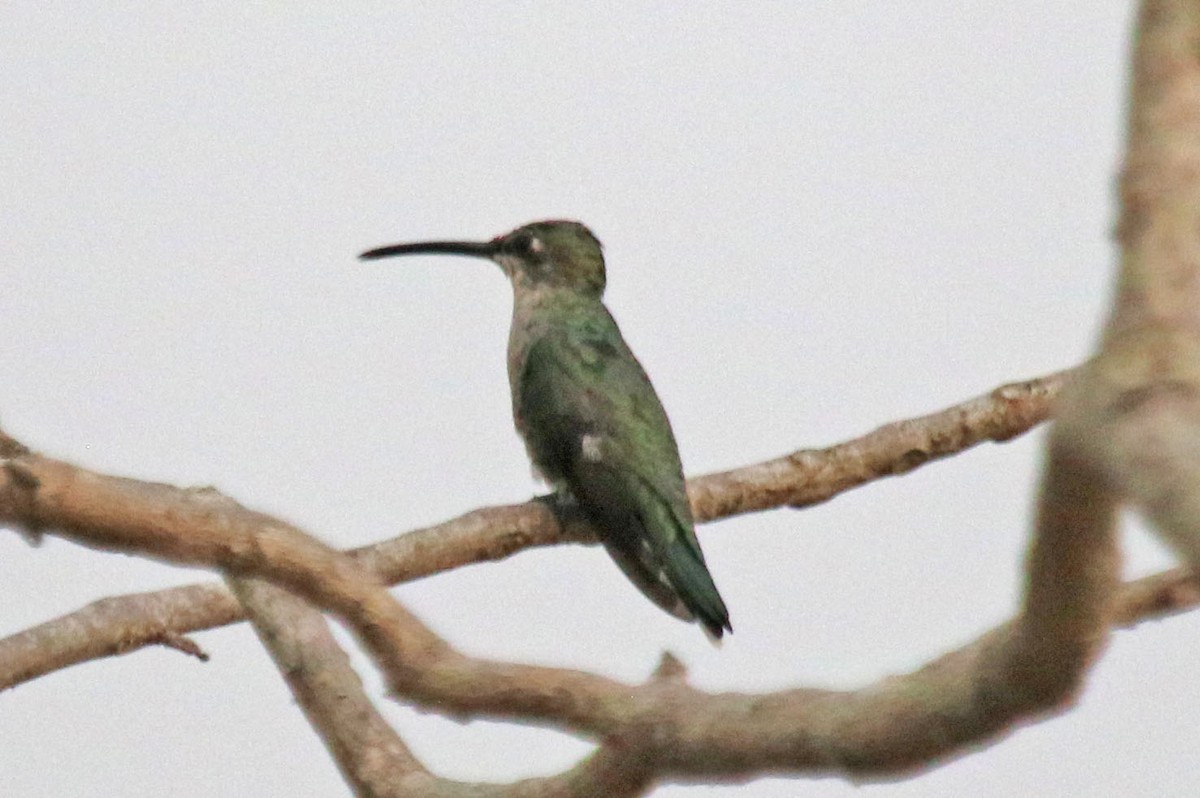 Blue-tufted Starthroat - ML500253151