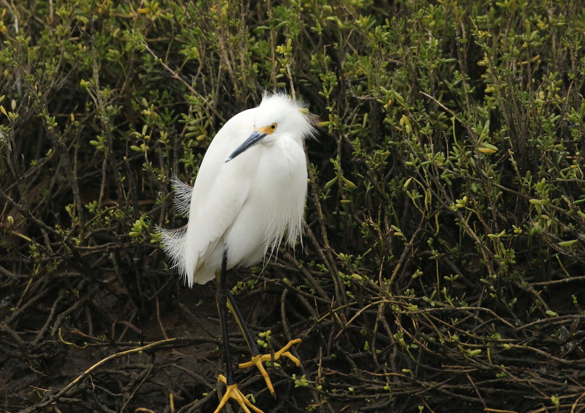 Snowy Egret - ML50025361